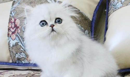 猫咪老放屁还特别臭怎么回事