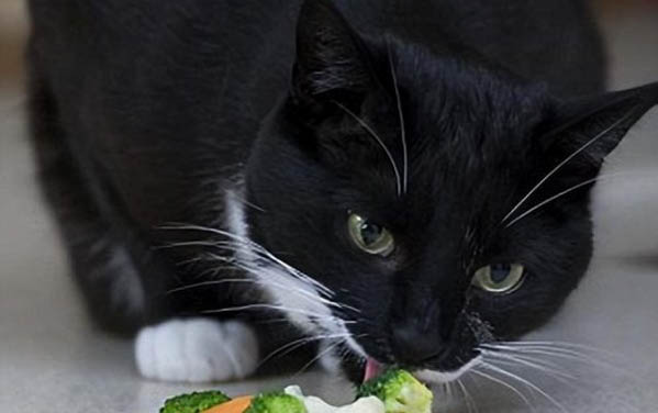 2个月小猫拉稀带血
