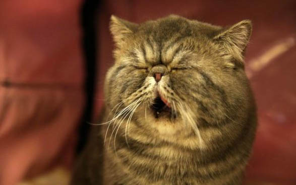 猫眼睛受伤怎么办?