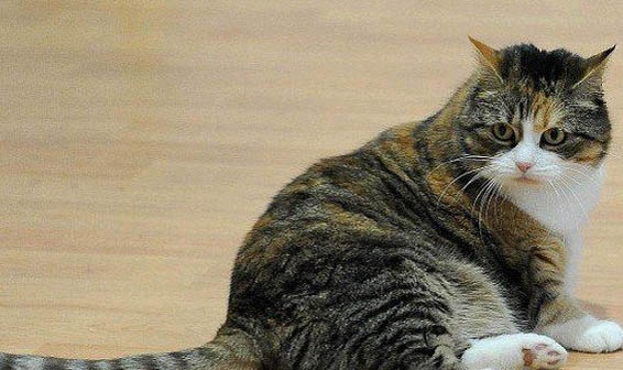 猫咪未满一个月流产了