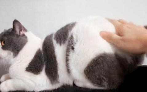 小猫咪的寿命一般是多少年