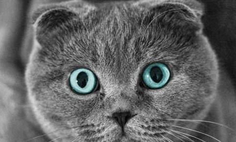 猫咪要做绝育手术要多久可以