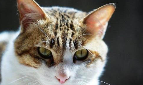 猫咪得鼻支会死吗？