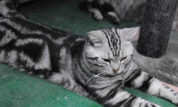 请问猫咪呕吐的原因及处理方法？
