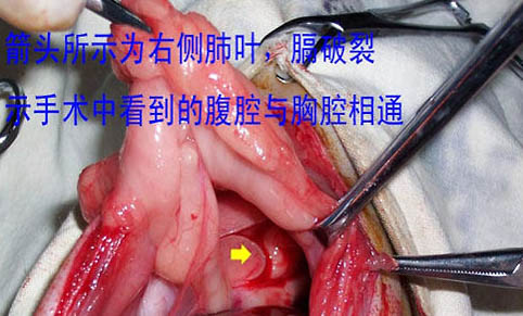 猫咪受伤了还能自愈吗?