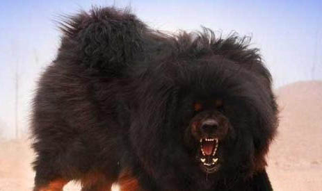 哪里有藏獒幼犬出售