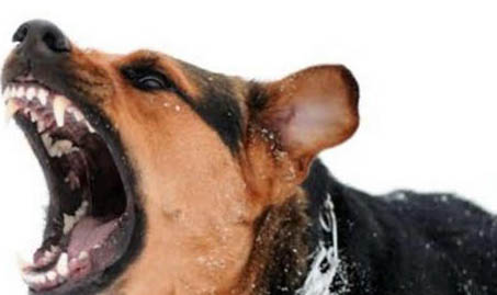 猫有狂犬病毒能活多久?