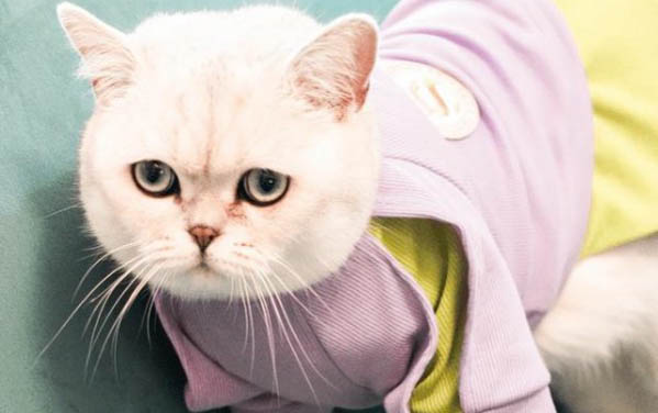 猫咪发烧有什么症状表现
