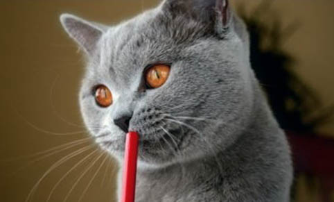 猫咪软骨病症状