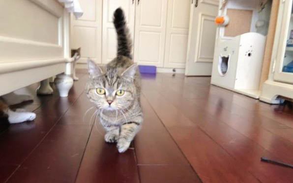 怎么样让大猫小猫和平相处