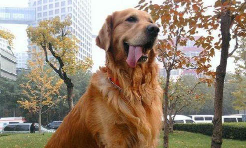 金毛犬有几种颜色