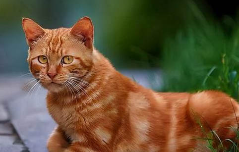 狸花猫和花狸猫有什么区别