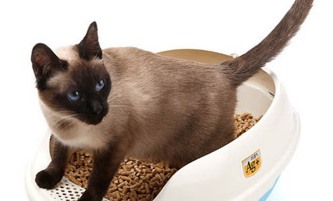 猫咪发腮是什么意思哇