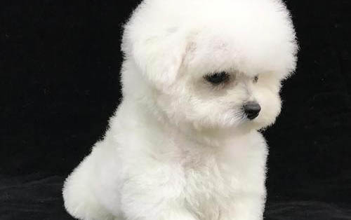幼犬感冒了喂什么药