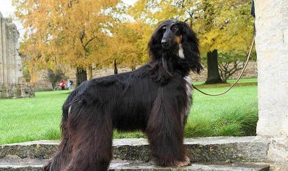 美国水猎犬的体高是多少