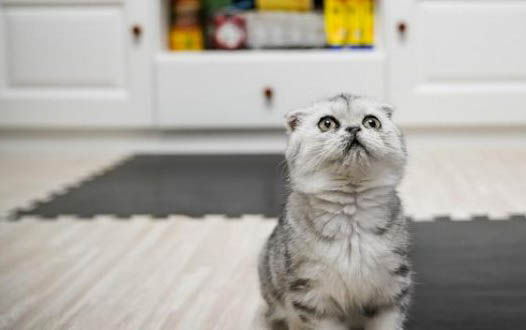 小猫多久可以会走路