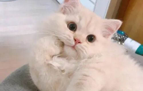 猫咪生产需要准备什么材料