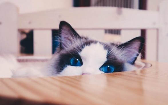 猫咪惊吓过度的表现是什么样的