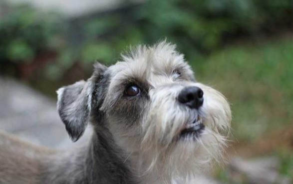 狗狗细小死前几个小时征兆有哪些