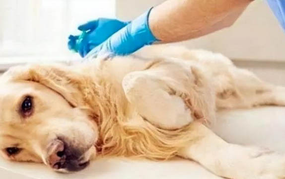 小狗老咳嗽干恶心干呕咳嗽怎么回事
