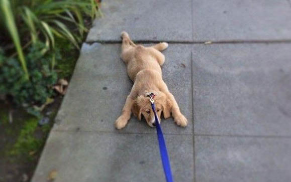 狗狗生产过程