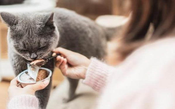猫咪吐黄水有泡沫是怎么回事
