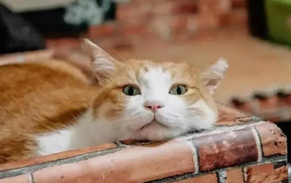 小猫亲近你的表现有哪些?
