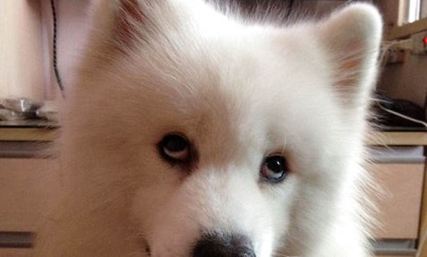 训练萨摩耶犬坐下的方法