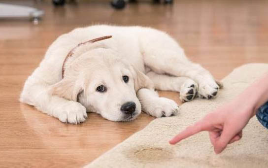 狗瘟死后怎么安葬吗