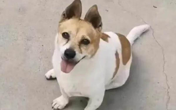 狗狗细小一般能撑几天