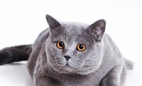 猫咪吃罐头的注意事项