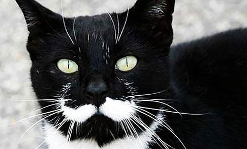 猫咪为什么会得猫瘟呢