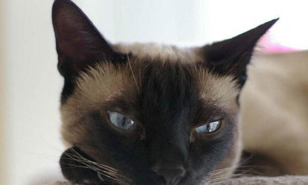 猫被粘鼠板粘住了怎么办