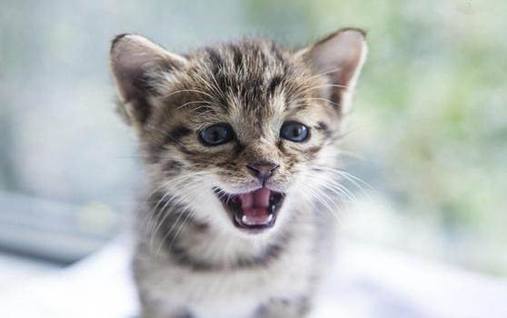 猫咪麻醉后为什么格外兴奋不睡觉