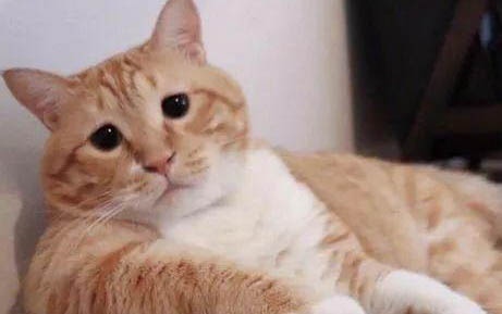 猫瘟20天了，猫还会死吗