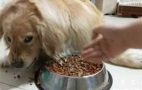 狗狗得犬心丝虫的表现有哪些