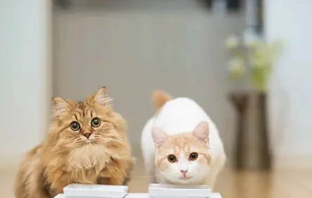 请问猫咪呕吐的原因及处理方法?