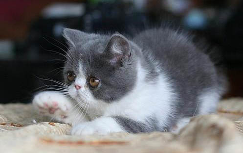 猫咪身上长了个肉疙瘩