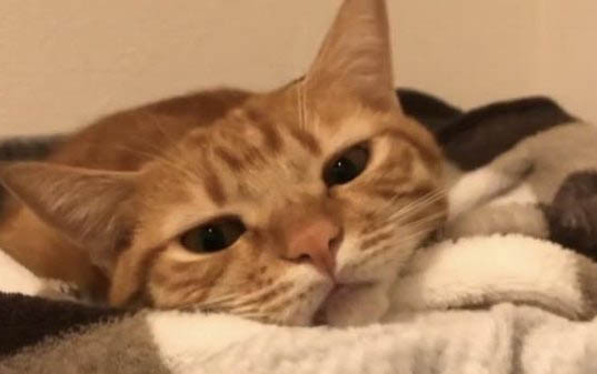 猫咪呛到一样一抽一抽的是什么情况