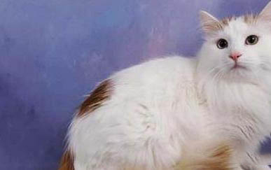 请问猫咪呕吐的原因及处理方法？