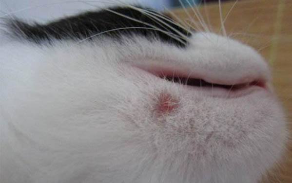 猫咪咬指甲是怎么回事