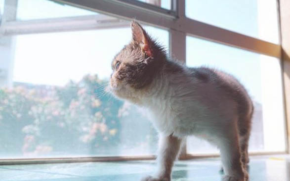 猫咪吃鸡蛋的好处