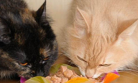 猫猫的性格有哪些?猫咪12种性格解析