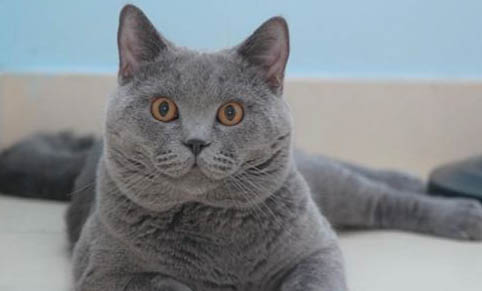 给猫咪打针要打到哪里