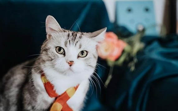 请问猫咪呕吐的原因及处理方法?