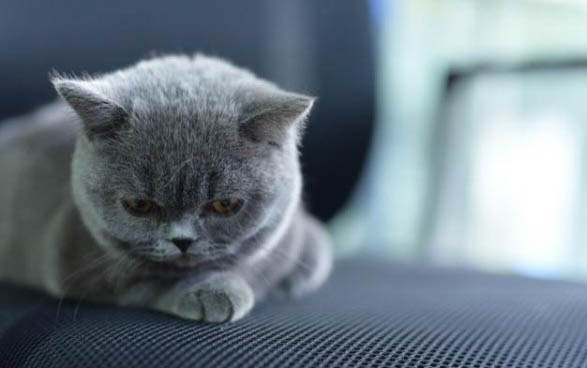 猫咪不打猫三联会怎么样