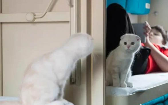 请问猫咪呕吐的原因及处理方法?