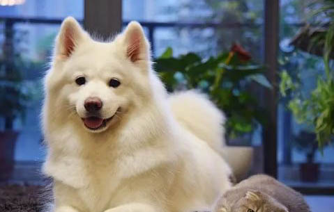什么狗狗适合保护女孩