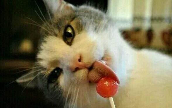 猫咪多大可以吃蛋黄