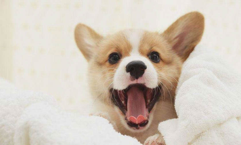 柯基犬价格大概多少钱一只